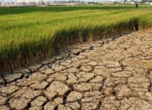 BNPB Intensifkan Pemantauan Kekeringan di Tujuh Daerah Jateng dan DIY - FotoBerita.com