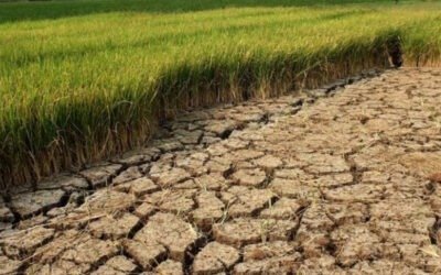 BNPB Intensifkan Pemantauan Kekeringan di Tujuh Daerah Jateng dan DIY