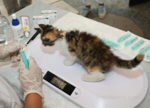 DKI Jakarta Operasikan Klinik Hewan Keliling, Permudah Akses Layanan Kesehatan Hewan - FotoBerita.com