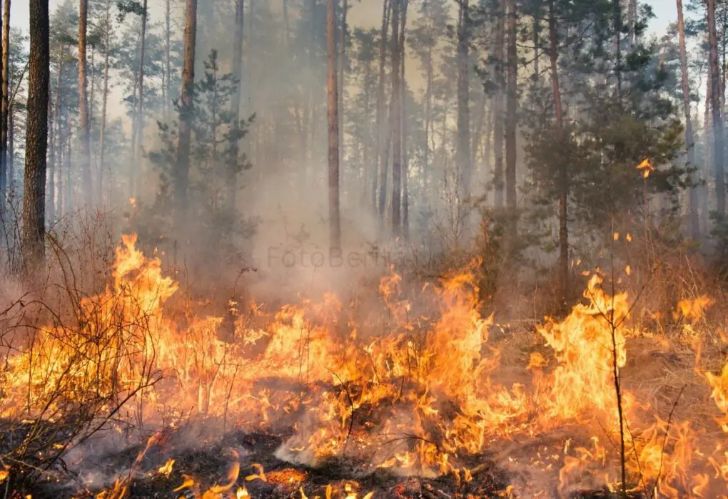 Palangka Raya Tetapkan Status Darurat Kebakaran Hutan dan Lahan - FotoBerita.com