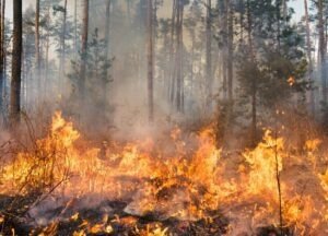 Palangka Raya Tetapkan Status Darurat Kebakaran Hutan dan Lahan - FotoBerita.com