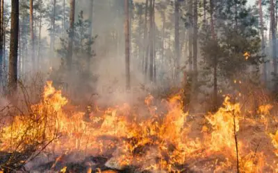 Palangka Raya Tetapkan Status Darurat Kebakaran Hutan dan Lahan