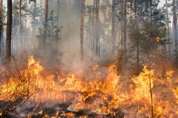 Palangka Raya Tetapkan Status Darurat Kebakaran Hutan dan Lahan - FotoBerita.com
