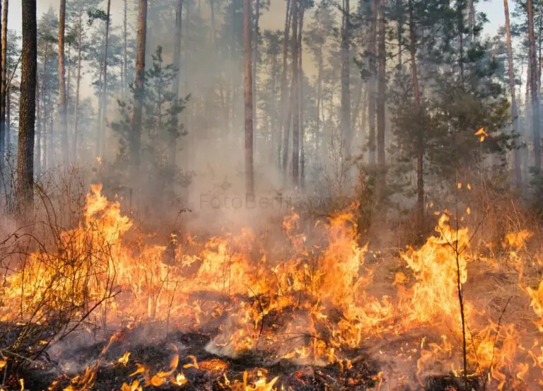 Palangka Raya Tetapkan Status Darurat Kebakaran Hutan dan Lahan - FotoBerita.com